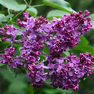 Сирень "Кремлевские Куранты"