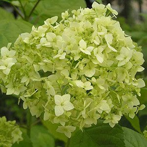 Гортензия древовидная "Sterilis"