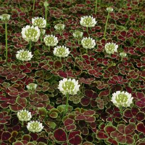 Клевер ползучий "Pentaphyllum"