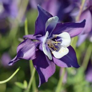 Аквилегия "Spring Magic Navy And White"