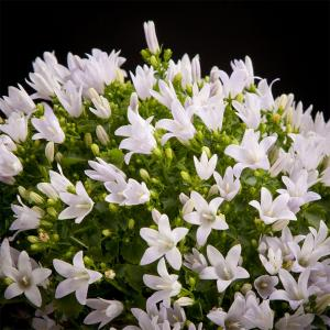 Колокольчик портеншлага "Zenn White"