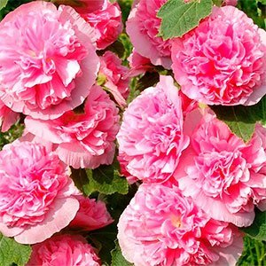 Мальва розовая "Chaters Double Rose"