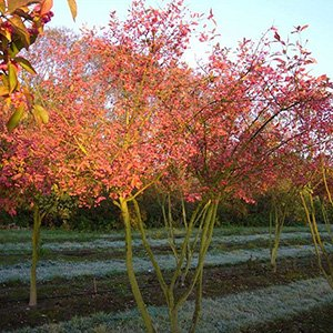 Бересклет европейский "Red Cascade"
