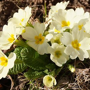 Примула бесстебельная "Crescendo Pure White"