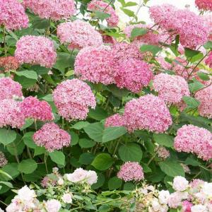Гортензия древовидная "Pink Pincushion"