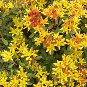 Очиток цветоносный "Golden Yellow"