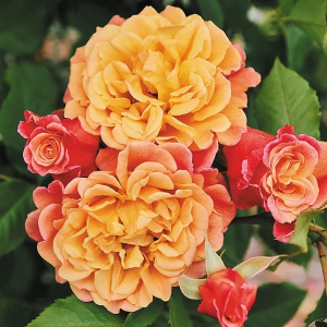 Роза "Aloha"