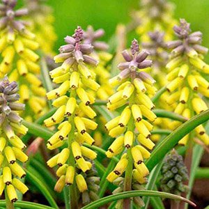 Мускари армянский "Golden Fragrance"