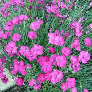 Гвоздика перистая "Whatfield Magenta"