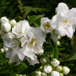 Чубушник "Bouquet Blanc"