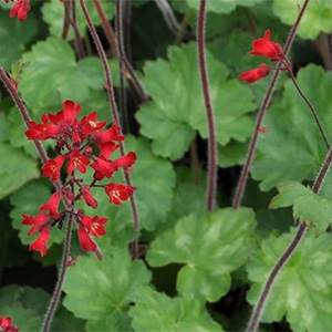 Гейхера "Ruby Bells"
