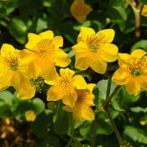 Калужница болотная "Bright Yellow"