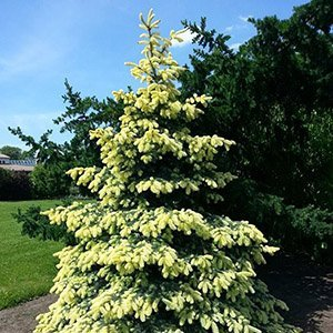 Ель колючая "Fruhling Gold"