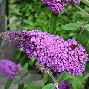 Буддлея давида "Border Beauty"