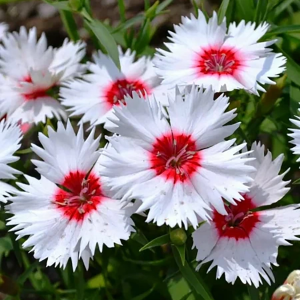 Гвоздика китайская "Diana Red Centred White"