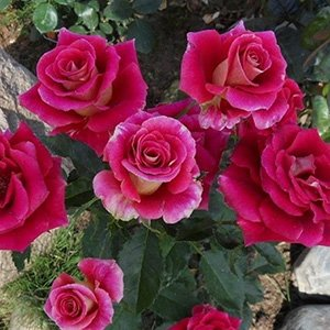 Роза "Cherry Folies"
