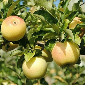 Яблоня "Болотовское"