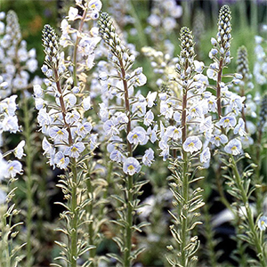 Вероника горечавковая "Variegata"