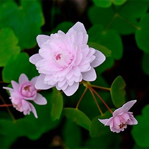 Анемонелла василистниковая "Shoaff's Double Pink"