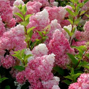 Гортензия метельчатая "Vanille Fraise"