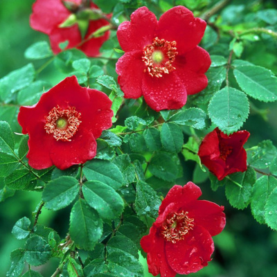 Роза "Geranium"