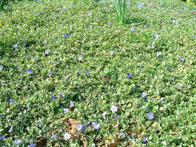 Барвинок малый "Aureovariegata"