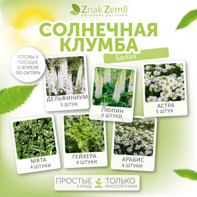 Солнечная клумба (в белых цветах)
