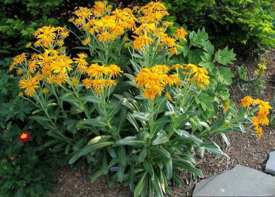 Гелениум гупеса