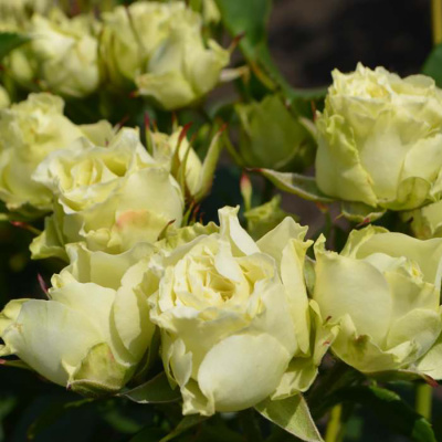 Роза "Luviana"