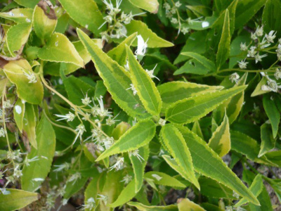 Дейция изящная "Variegata"