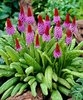 Примула Виаля (Виали) "Red Hot Poker"