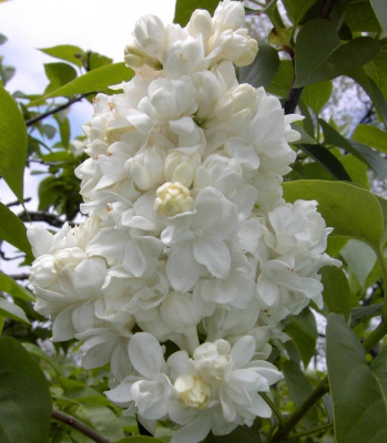 Сирень "Monique Lemoine"