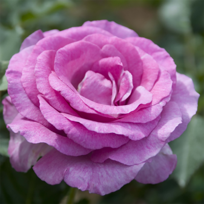 Роза "Violette Parfumee"