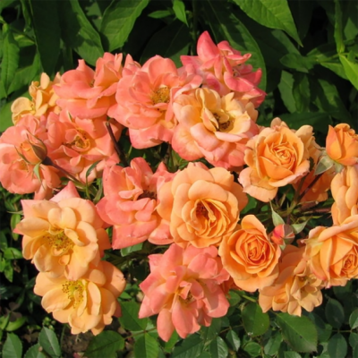 Роза "Apricot Clementine"