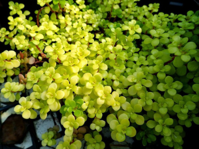 Очиток макиной "Yellow"