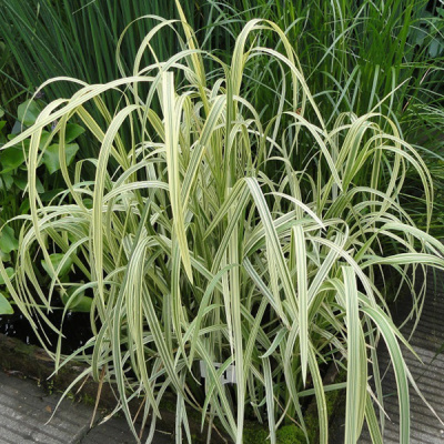 Манник большой "Variegata"