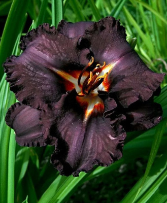 Лилейник "Longfields Black Magic"