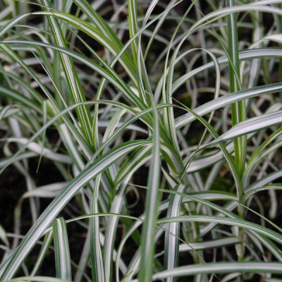 Осока пальмолистная "Variegata"