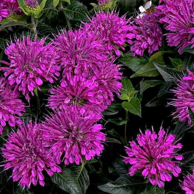 Монарда "Purple Lace"