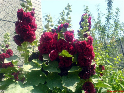 Мальва розовая "Blackberry"