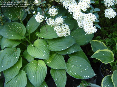 Хоста "Hyacinthina"