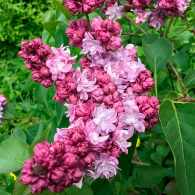 Сирень "Русская Песня"