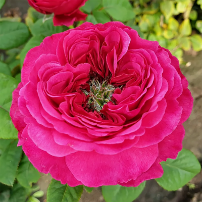 Роза "Princess Kishi"