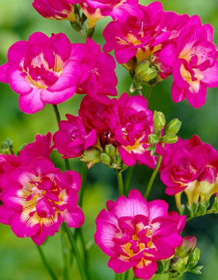 Фрезия "Double Pink"