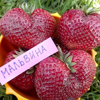 Клубника "Мальвина"