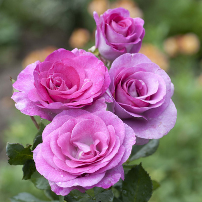 Роза "Violette Parfumee"