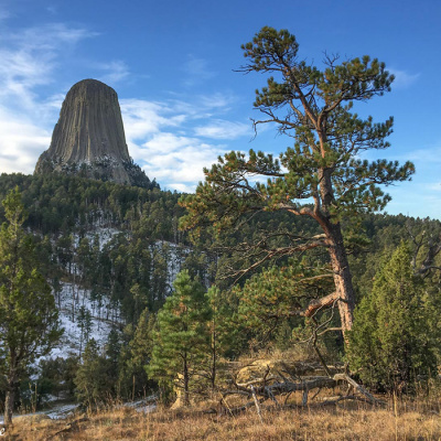 Сосна желтая "Black Hills"