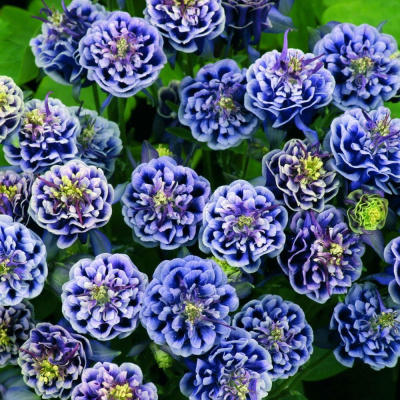 Аквилегия "Winky Double Blue and White"