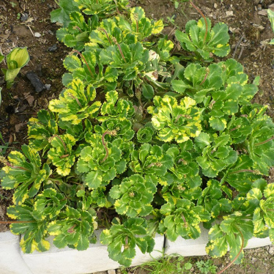 Камнеломка арендса "Variegata"