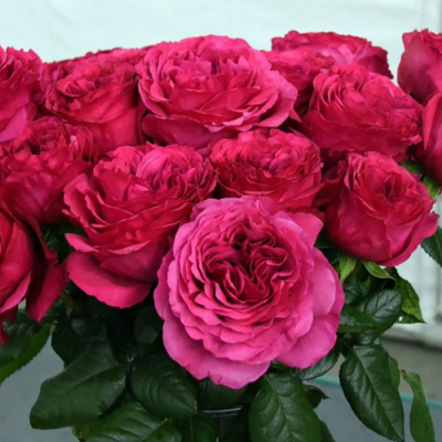 Роза "Princess Kishi"